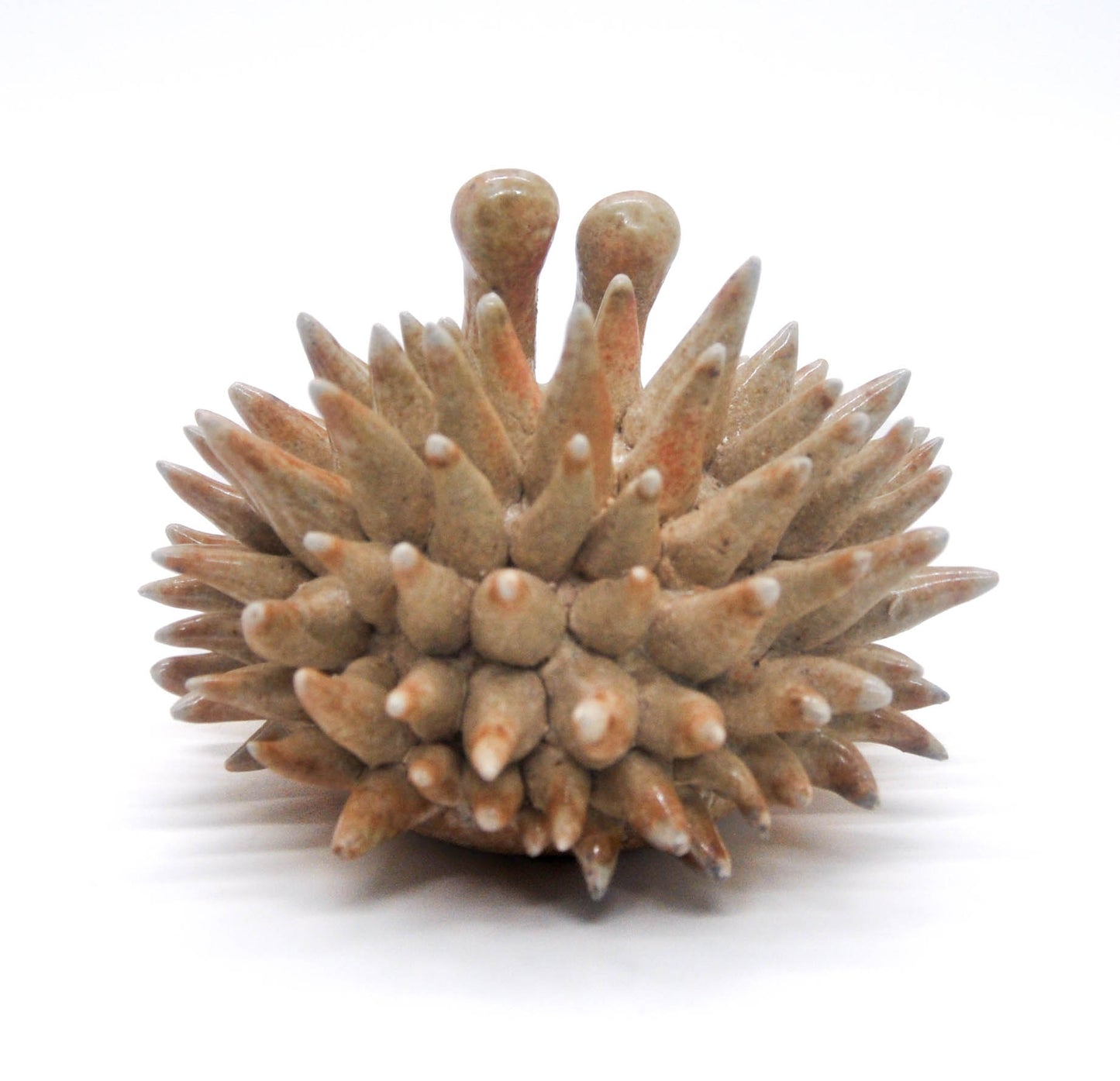 Salt Fired Small Urchin I